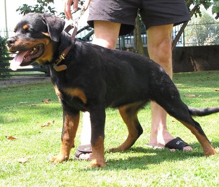 Rendy Roccia Nera